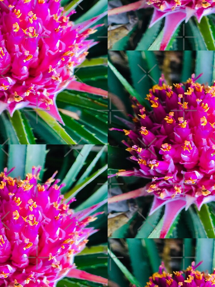 Pink Purple beautiful Australian flower photograph picture Melbourne by MelbourneGarden