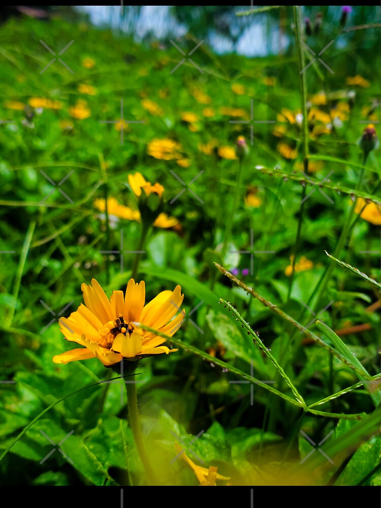 yellow flowers in green grass by Melquidedec