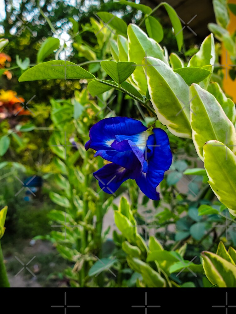 Picture of Flower blue by Melquidedec