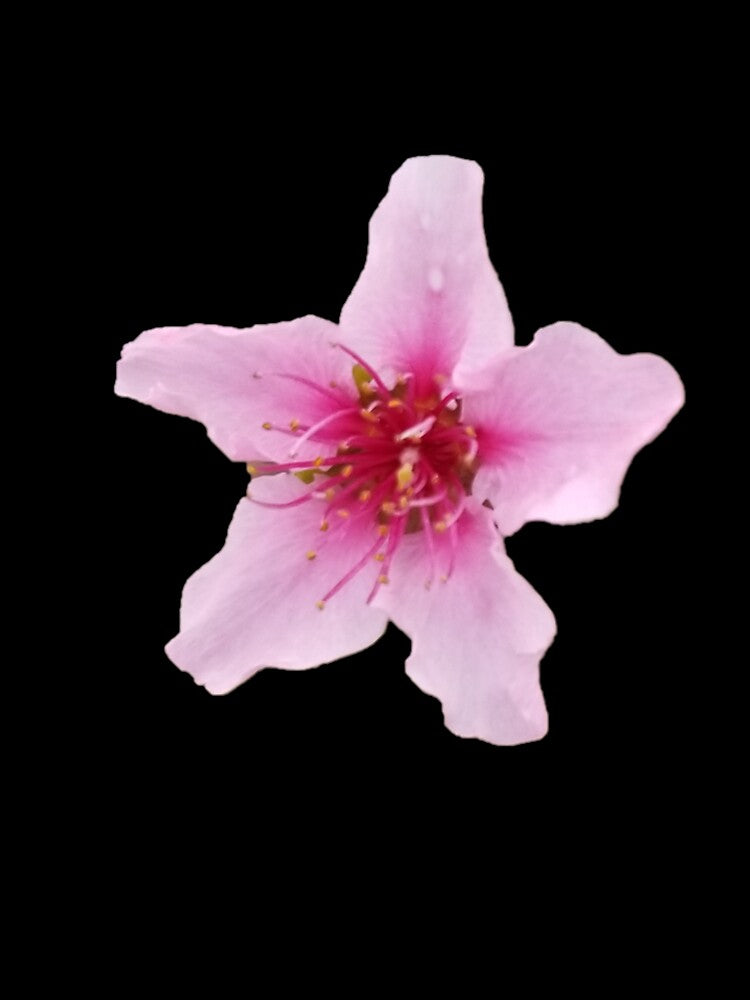 Pink Flower by AilurosLunaire