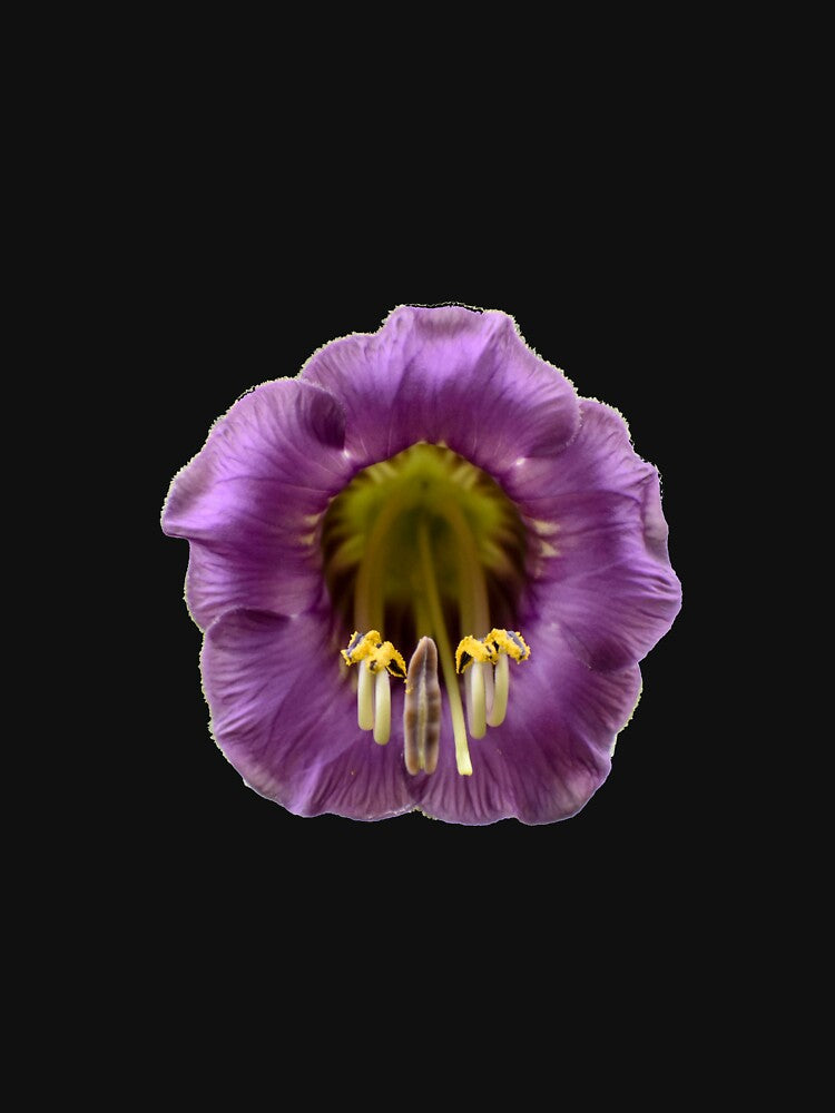 Purple Flower PNG by StylishDecor