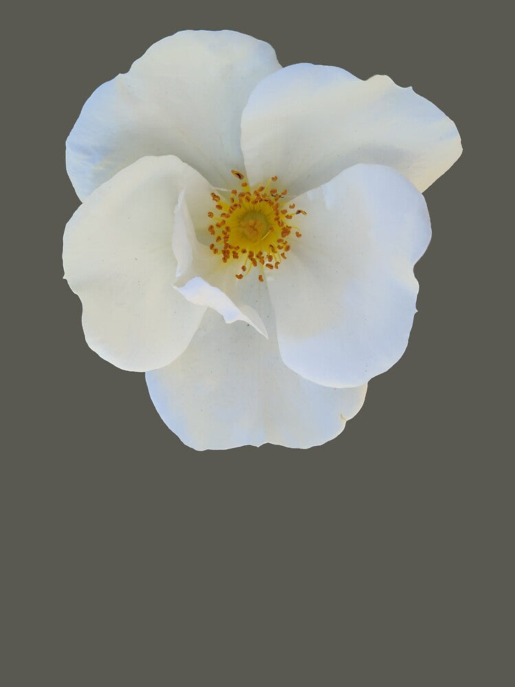 White Flower by Comfort-Station