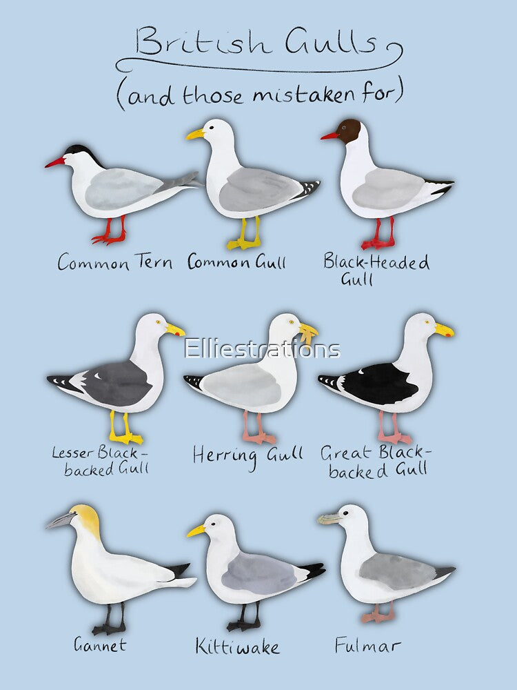 Gull Guide by Elliestrations