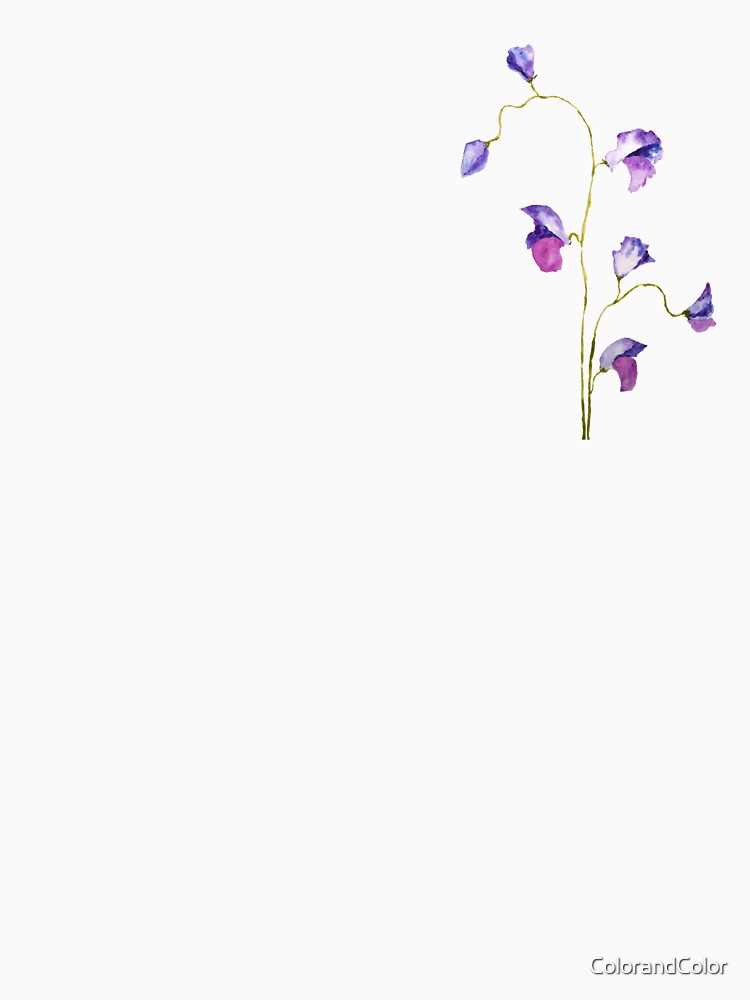 hand painted 2 elegant purple sweet peas flower watercolor by ColorandColor