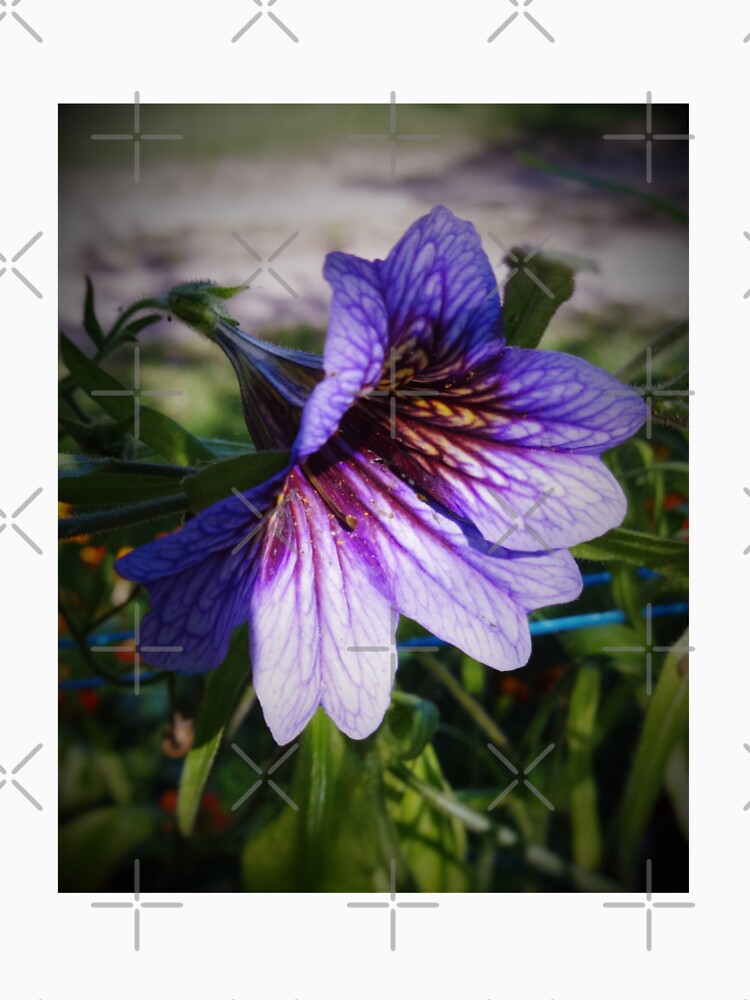 Beautiful flower with purple covers by cowgirltracie