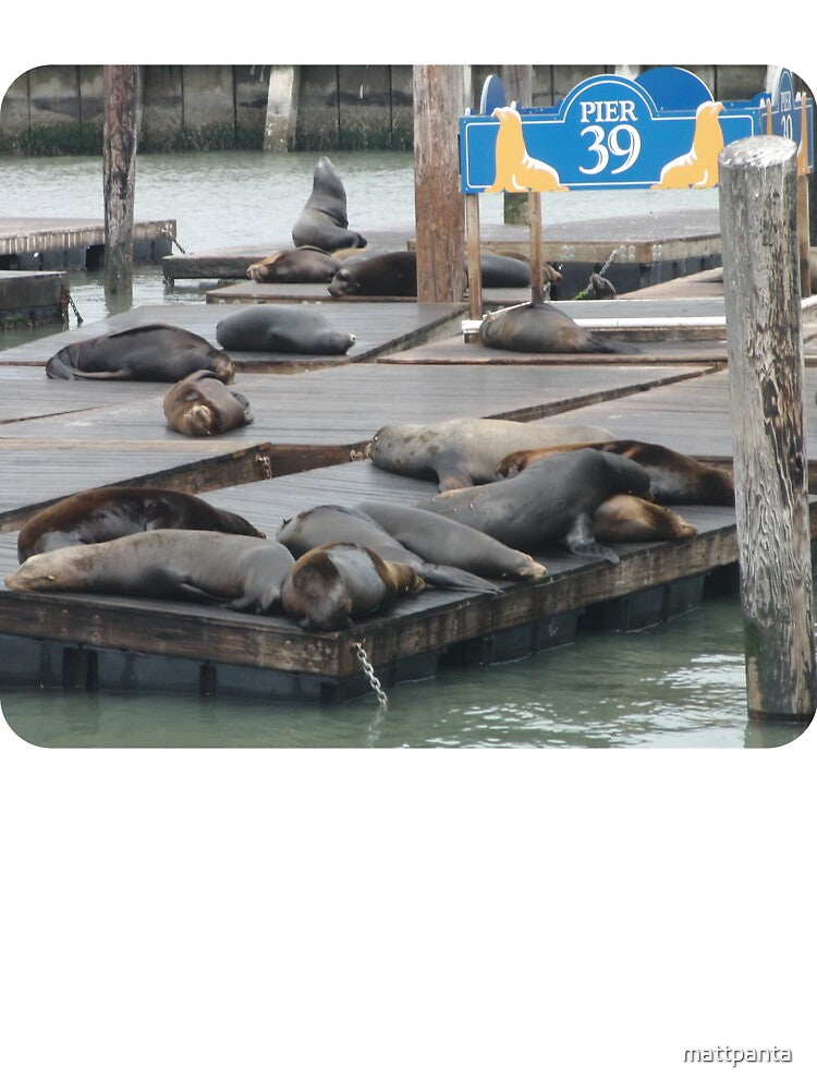Pier 39 Sea Lions by mattpanta